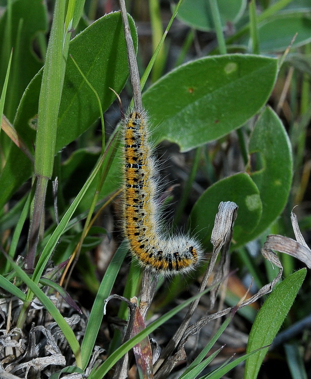 Chi sar da grande? - Lasiocampa (Pachygastria) trifolii